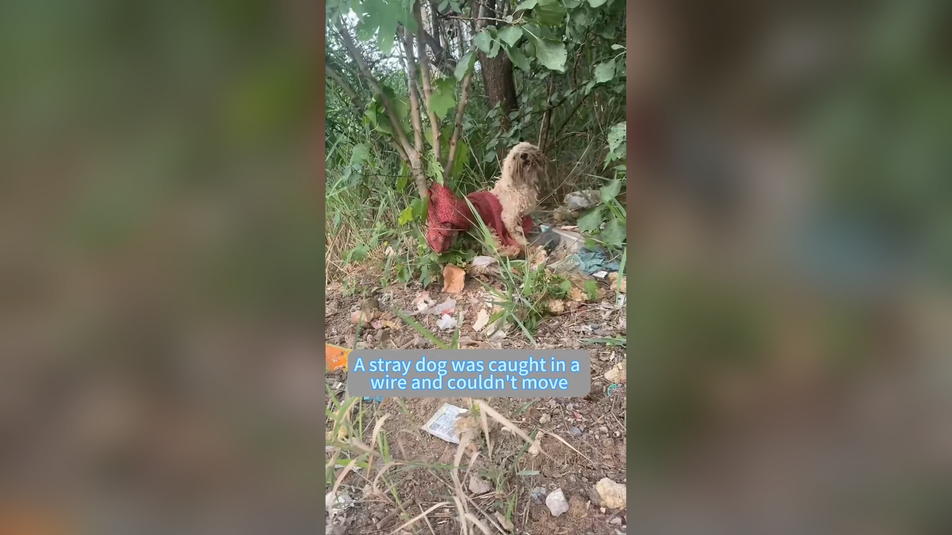H0906032_#dogsoftiktok #straydog #rescuedog #doglove #foryou #tiktok #dog (7)