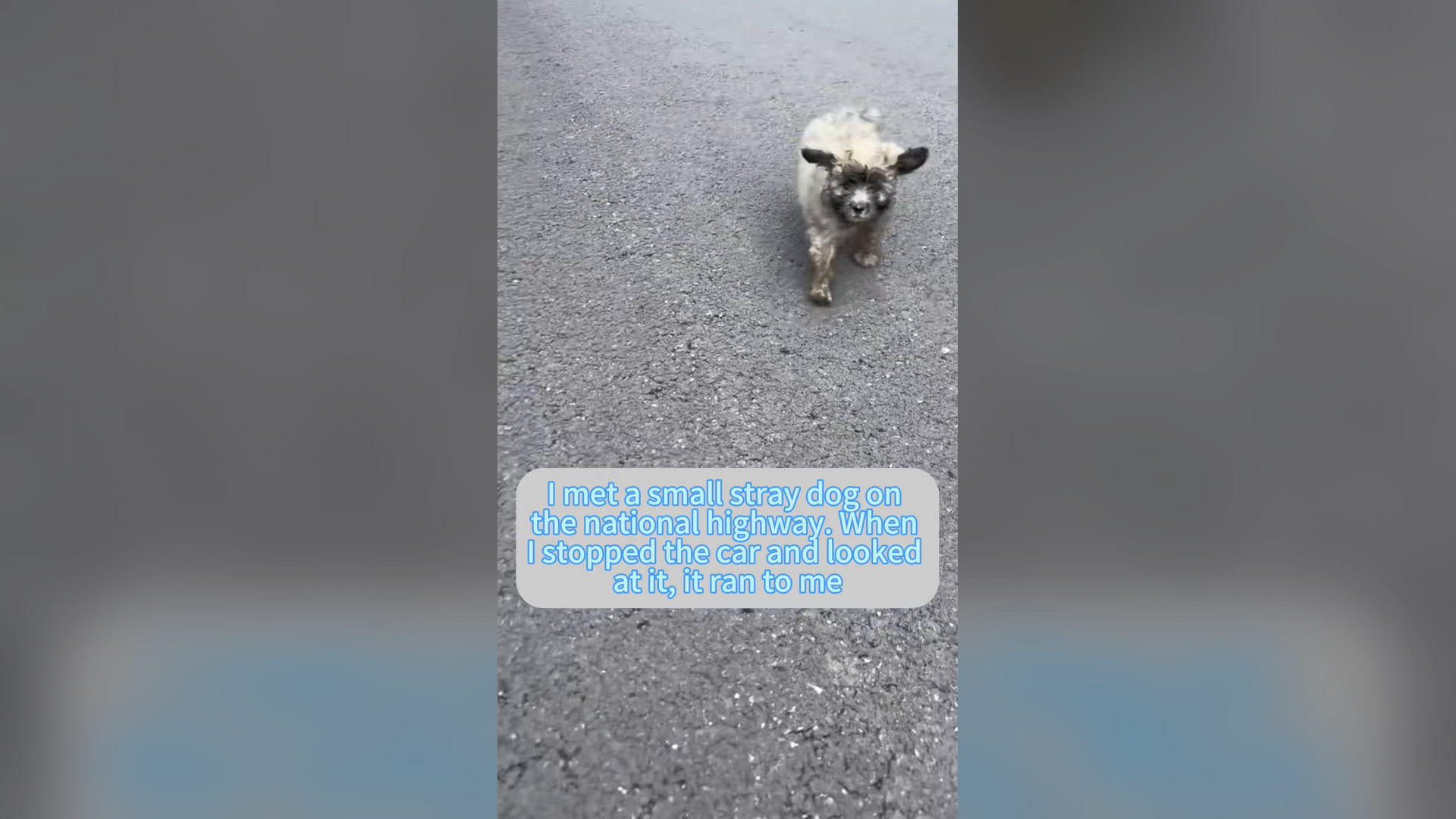 H0906033_#dogsoftiktok #straydog #rescuedog #doglove #foryou #tiktok #dog (8)