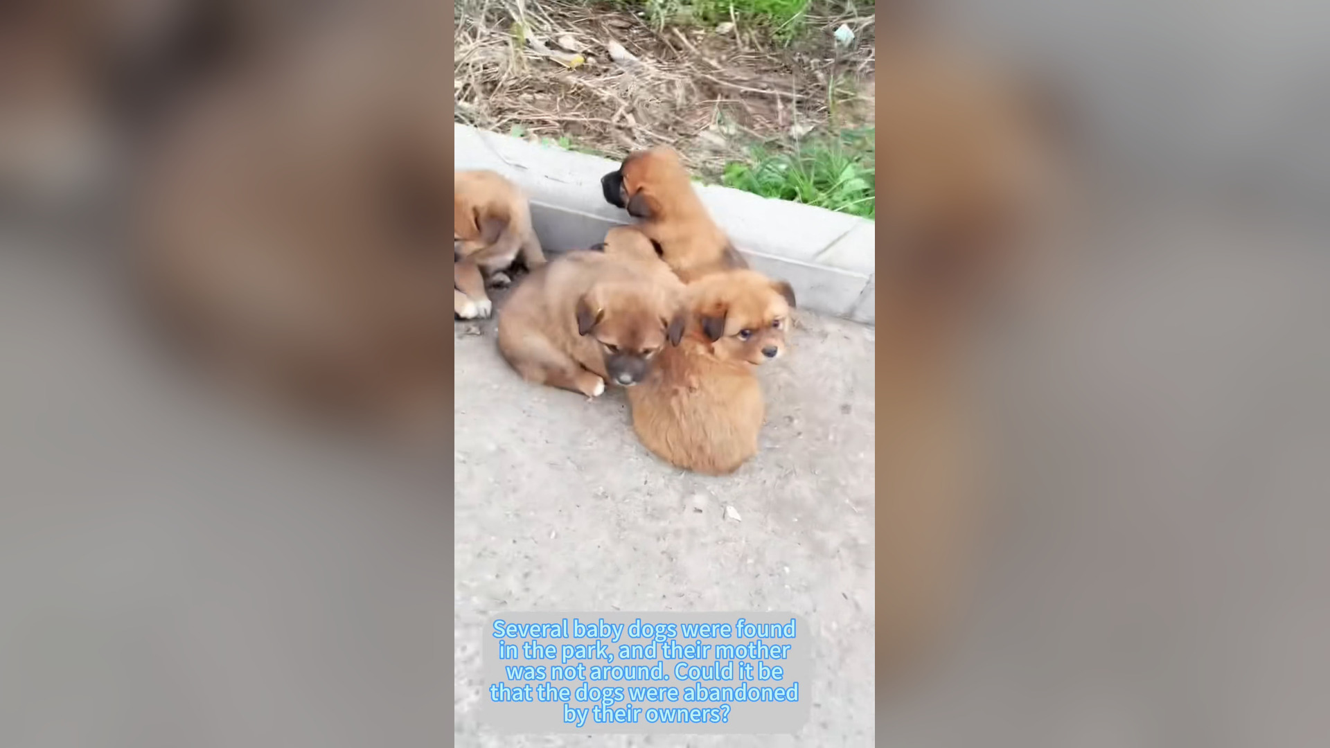 H0906030_#dogsoftiktok #straydog #rescuedog #doglove #foryou #tiktok #dog (27)