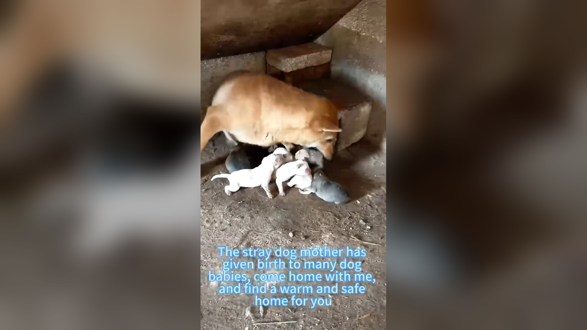 H0906029_#dogsoftiktok #straydog #rescuedog #doglove #foryou #tiktok #dog (5)