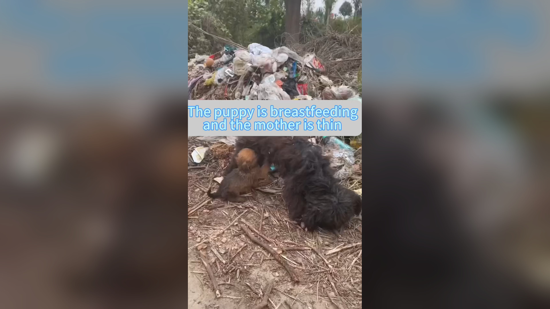 H0906026_#dogsoftiktok #straydog #rescuedog #doglove #foryou #tiktok #dog (2)