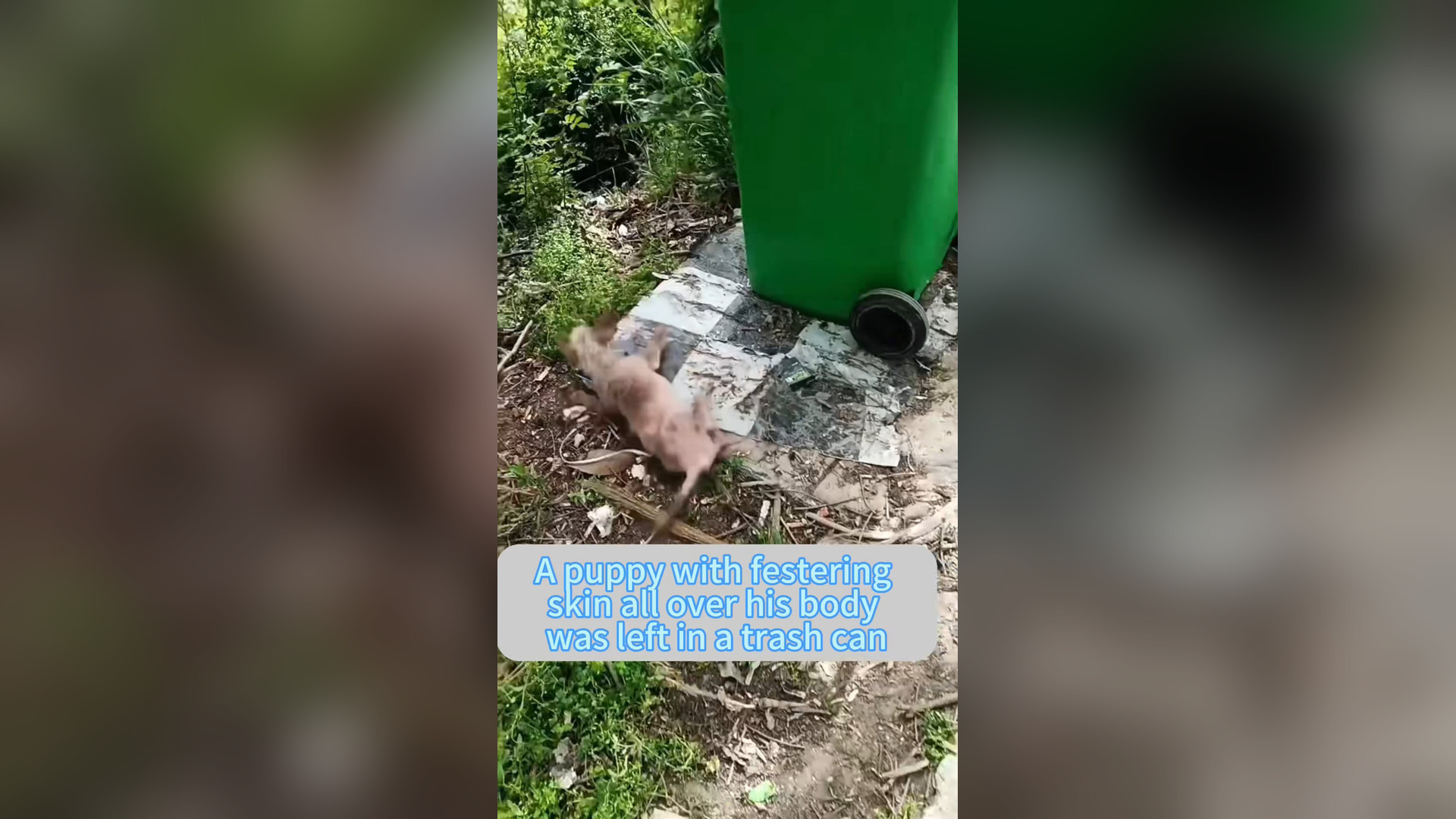 H0906024_#dogsoftiktok #straydog #rescuedog #doglove #foryou #tiktok (14)