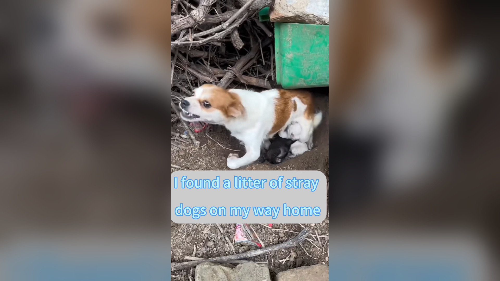 H0906019_#dog #foryou #tiktok #dogsoftiktok #straydog #doglove #rescuedog (15)