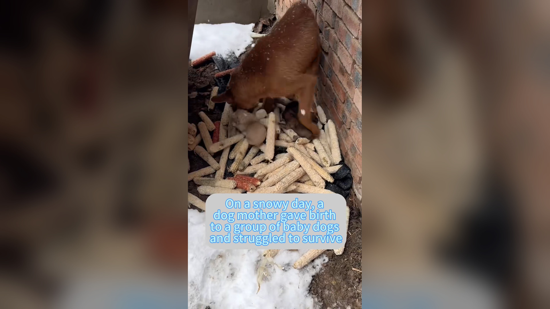 H0906020_#dog #foryou #tiktok #dogsoftiktok #straydog #doglove #rescuedog (16)