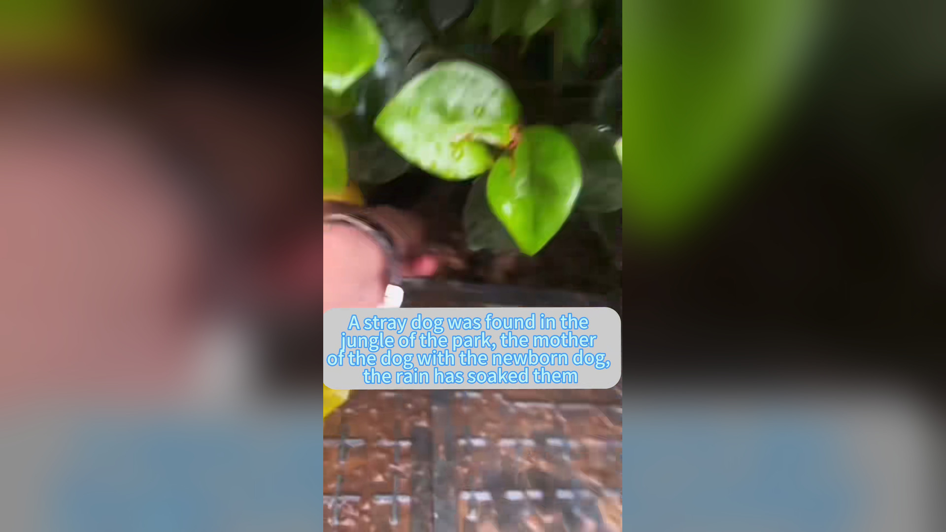 H0906015_#dogsoftiktok #straydog #rescuedog #doglove #foryou #tiktok #dog (19)