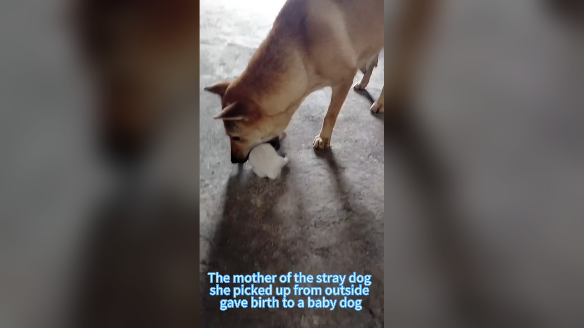 H0906018_#dog #foryou #tiktok #dogsoftiktok #straydog #doglove #rescuedog (14)