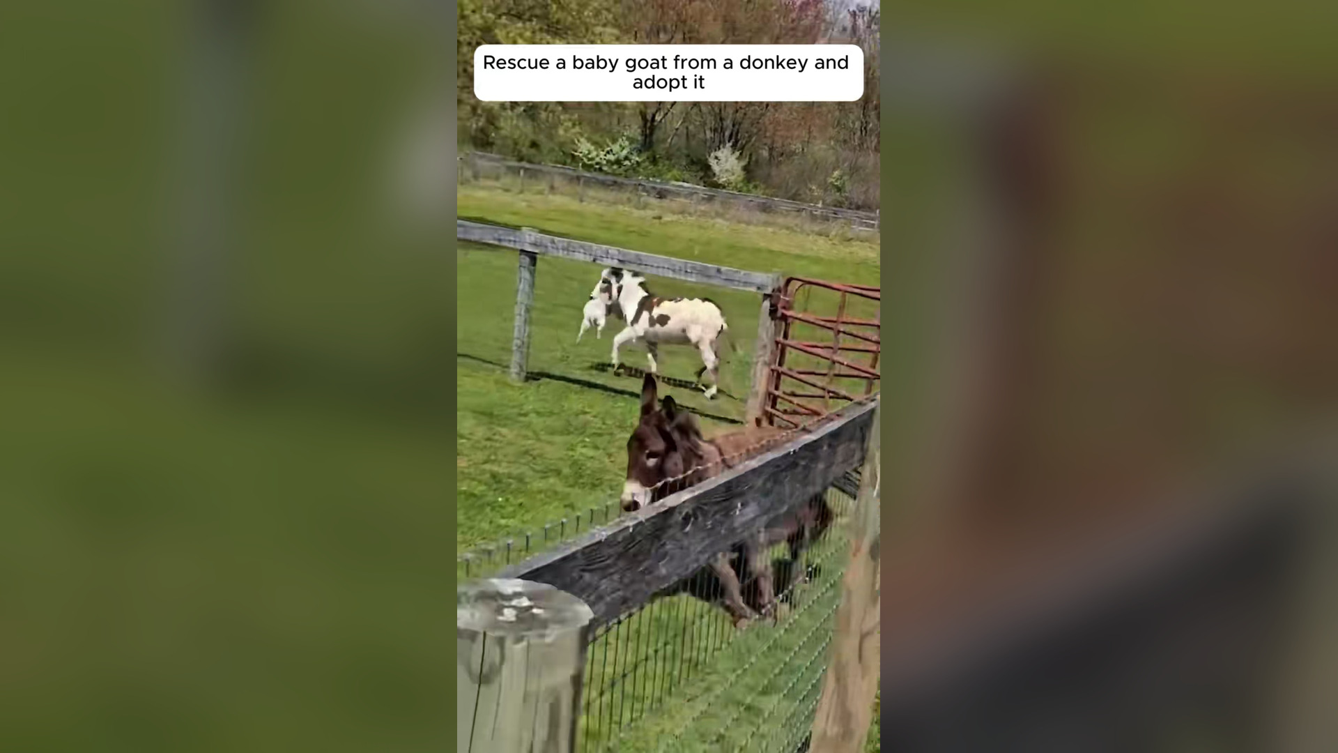 H0906007_Rescue a baby goat a donkey #rescue #rescueanimals #goat #pet #fyp