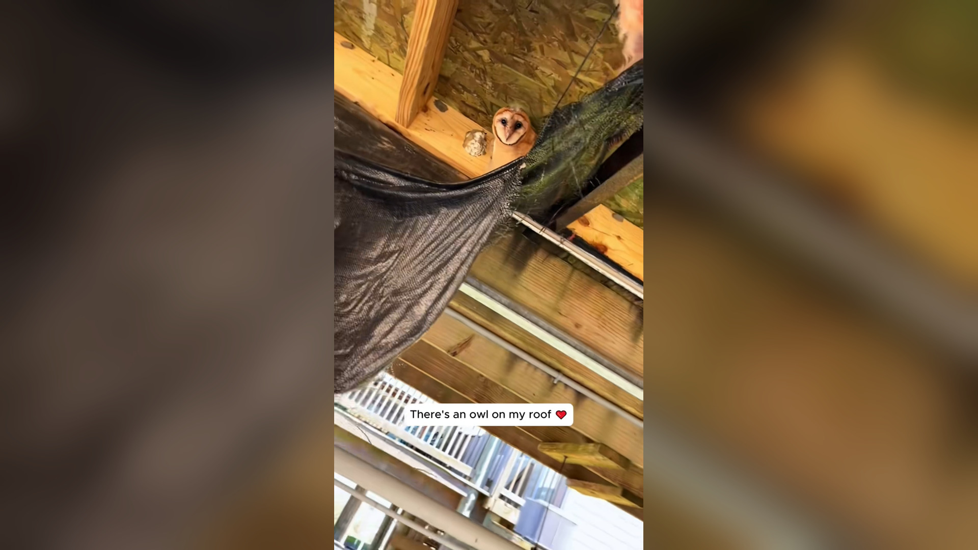 H0906001_Rescue a baby owl #rescue #rescueanimals #owl #owlsoftiktok #fyp