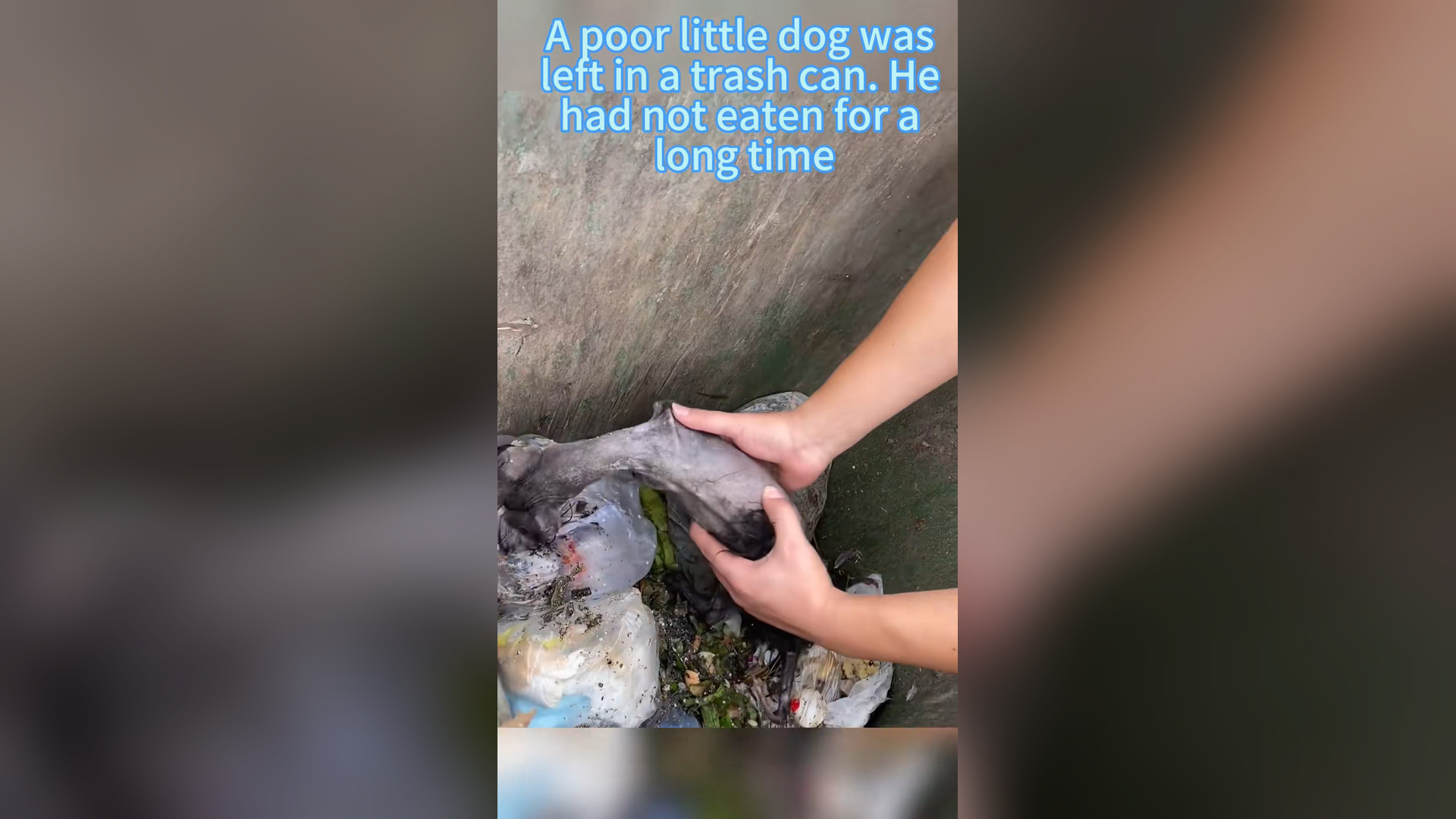H1006023_#dogsoftiktok #dog #straydog #rescuedog #doglove #tiktok #foryou (5)