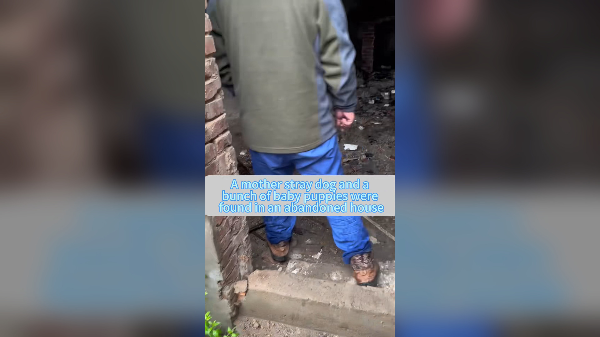 H1006018_#dogsoftiktok #straydog #rescuedog #doglove #foryou #tiktok (40)
