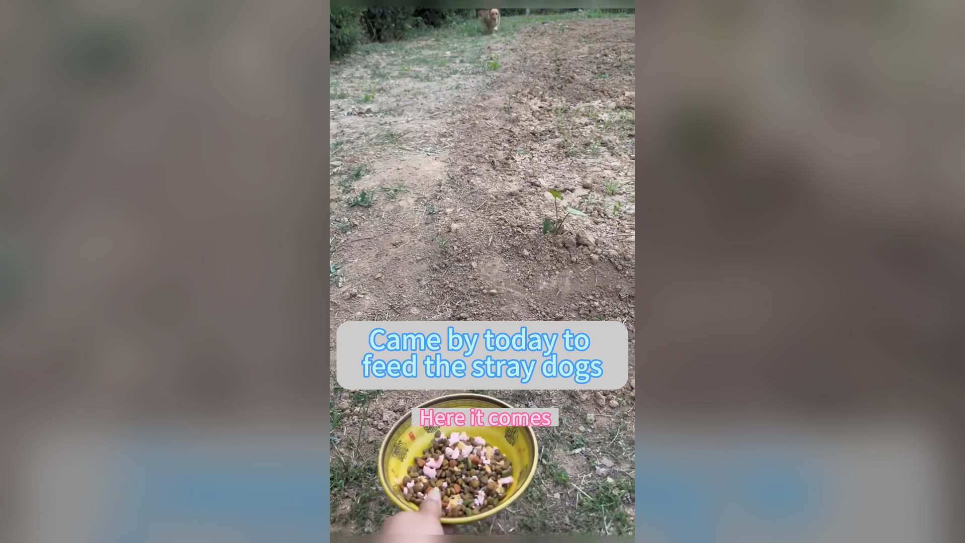 H1006020_#dogsoftiktok #straydog #rescuedog #doglove #foryou #foryou #dog