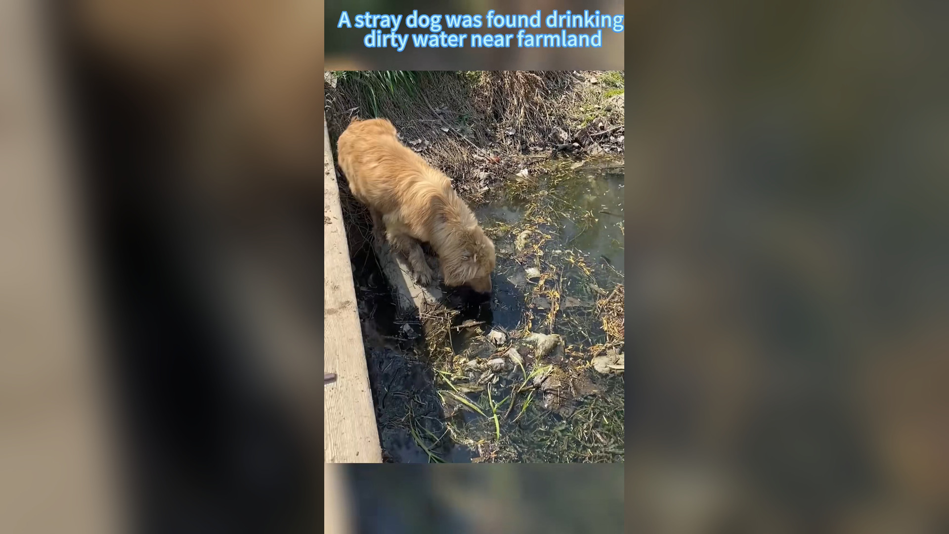 H1006016_#dogsoftiktok #straydog #rescuedog #doglove #foryou #tiktok #dog (55)