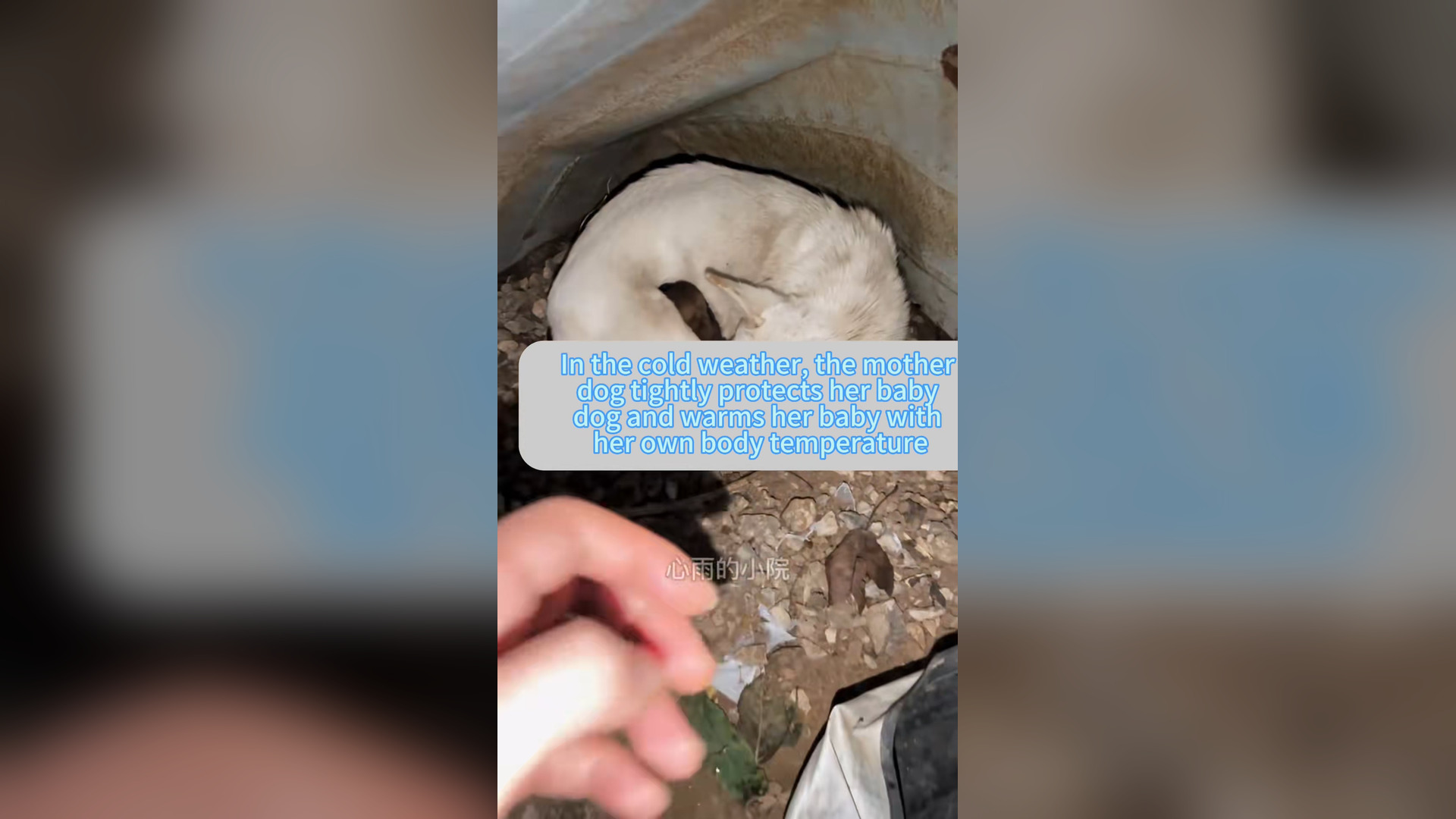 H1006013_#dogsoftiktok #straydog #rescuedog #doglove #foryou #dog #tiktok (20)
