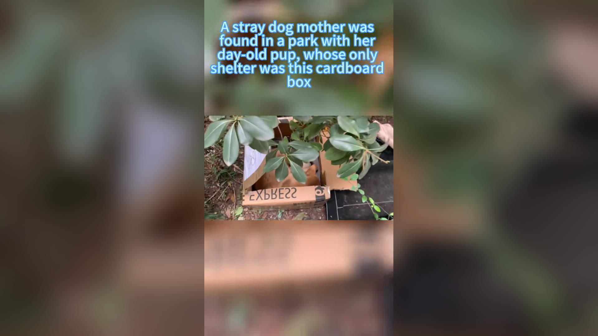 H1006012_#dogsoftiktok #straydog #rescuedog #doglove #foryou #dog #tiktok (17)