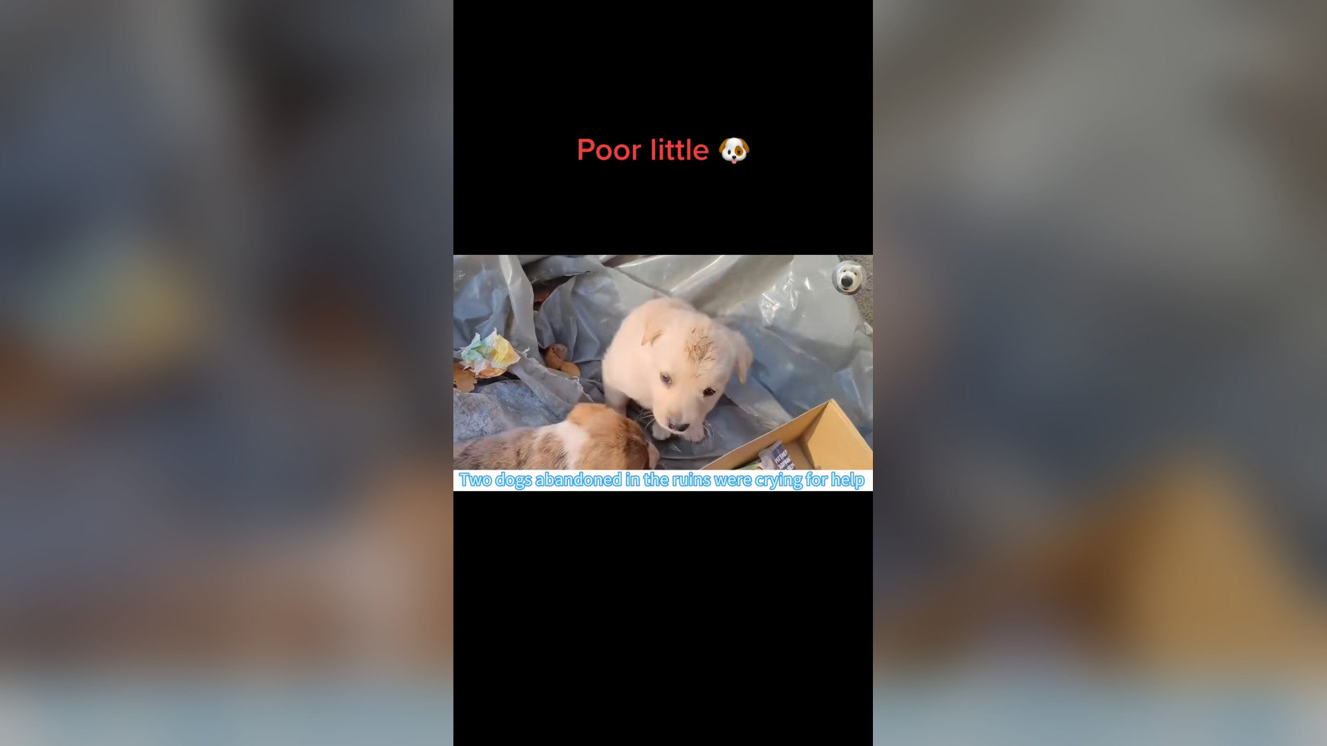H1006009_#dogsoftiktok #straydog #rescuedog #doglove #foryou #dog #tiktok (13)