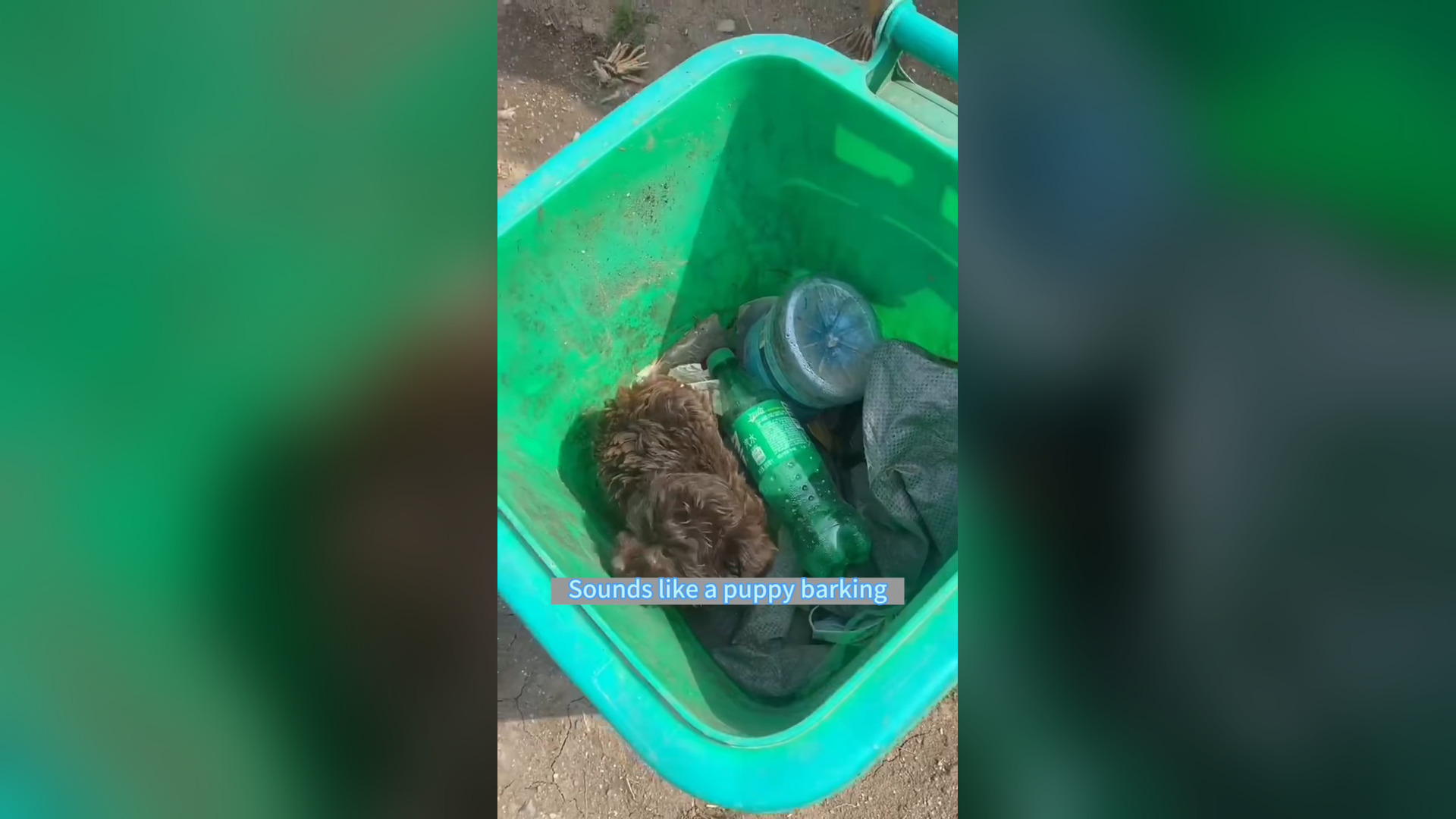 H1006008_#dogsoftiktok #straydog #rescuedog #doglove #foryou #dog #tiktok (12)