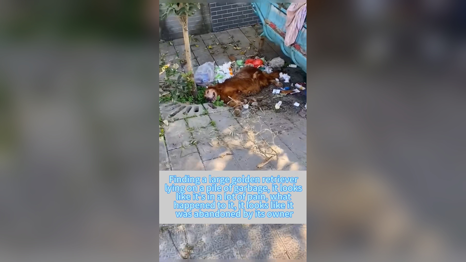 H1006005_#dogsoftiktok #straydog #rescuedog #doglove #foryou #tiktok (22)
