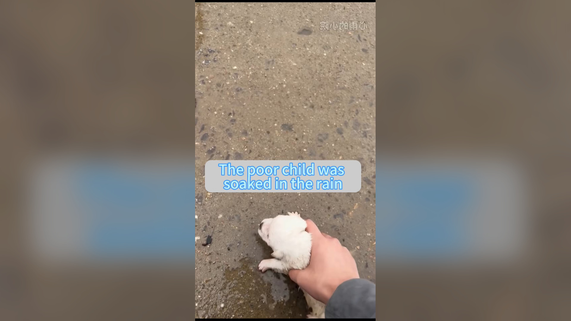H1006006_#dogsoftiktok #straydog #rescuedog #doglove #foryou #dog #tiktok (7)