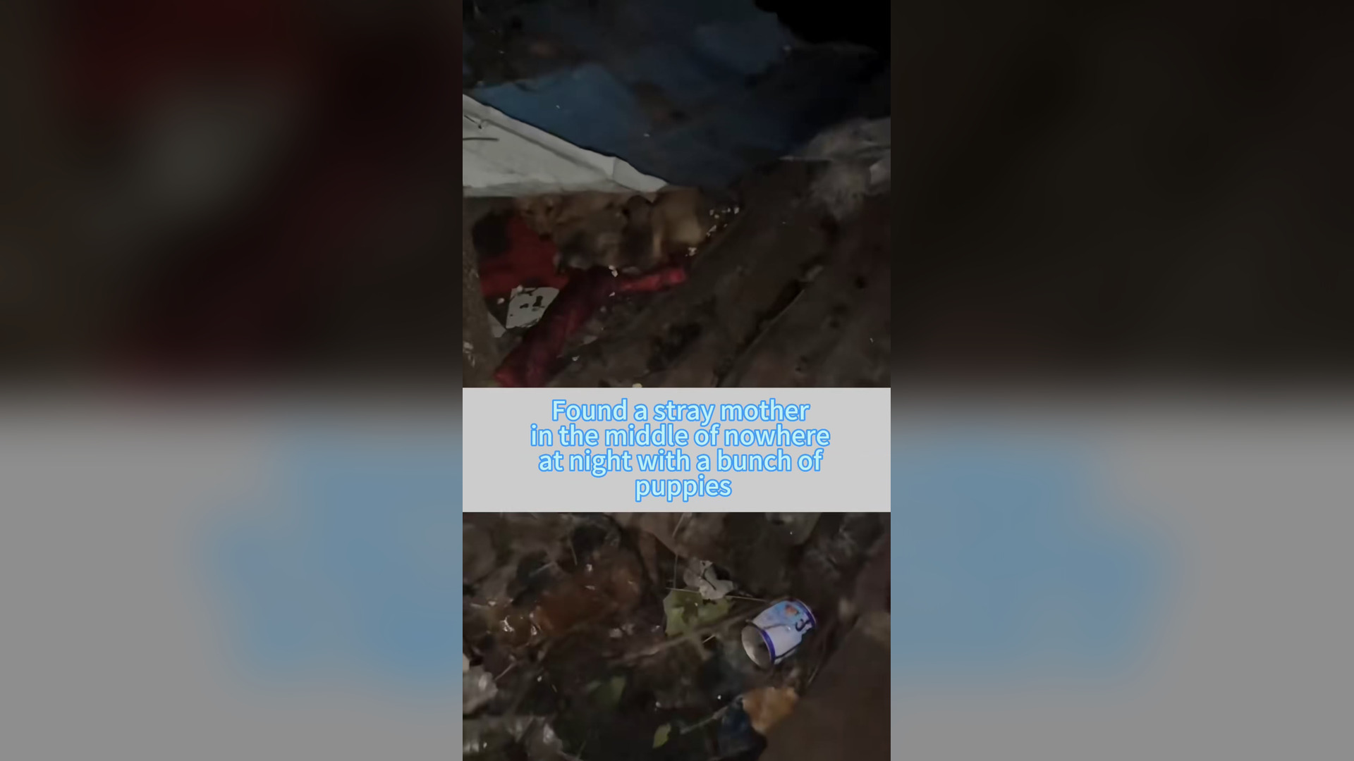 H1006007_#dogsoftiktok #straydog #rescuedog #doglove #foryou #dog #tiktok (10)