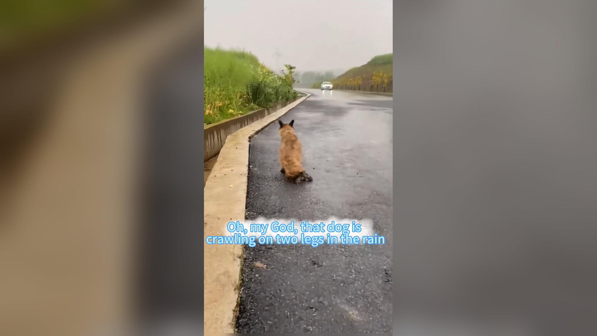 H1006002_#dogsoftiktok #straydog #rescuedog #doglove #foryou #dog #tiktok (4)