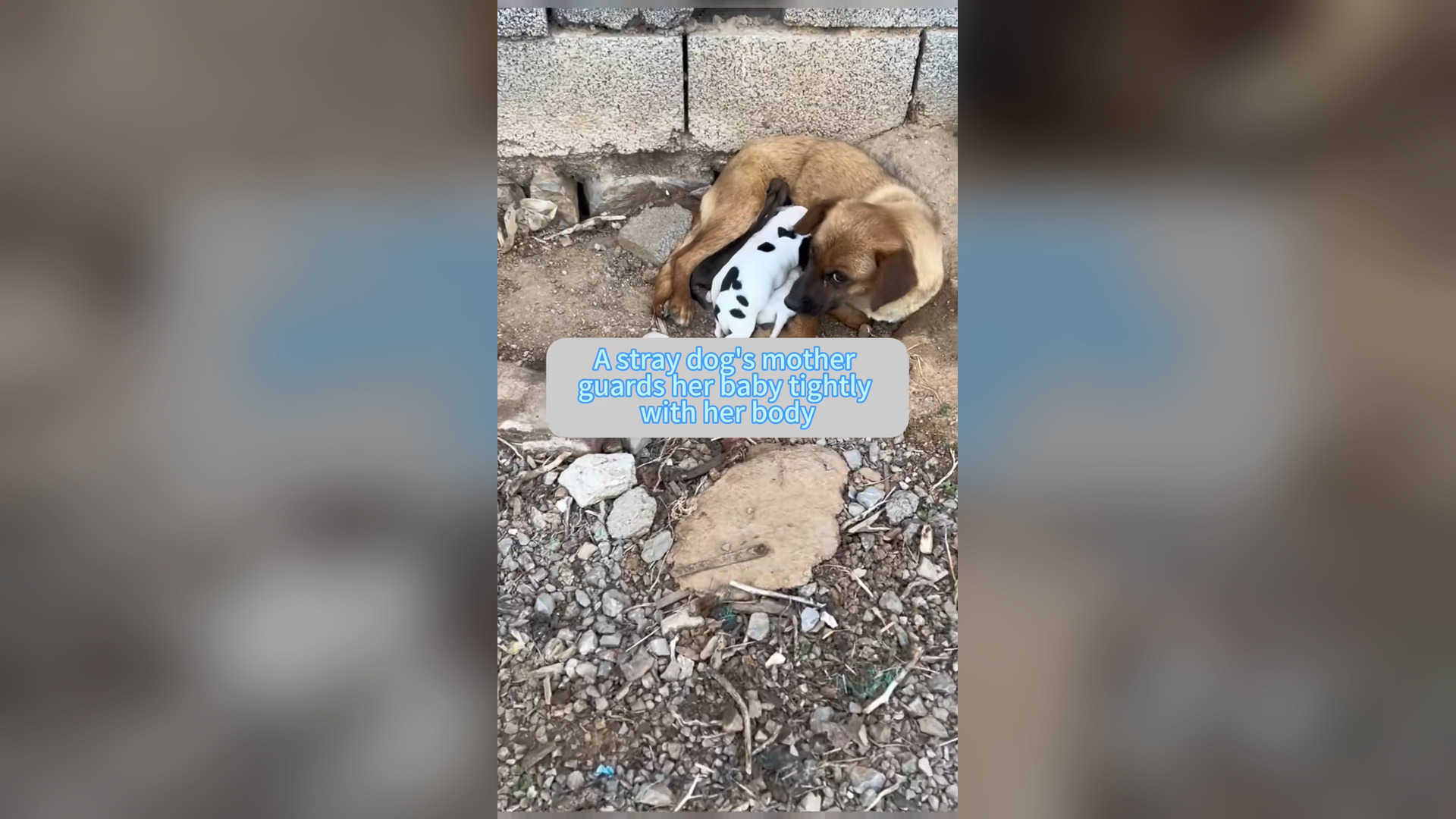 H1006003_#dogsoftiktok #straydog #rescuedog #doglove #foryou #dog (2)