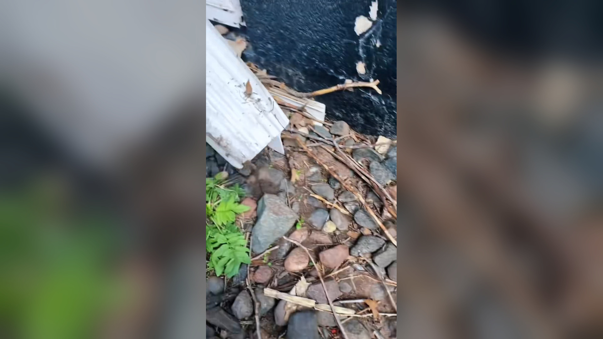 H1006006_Rescue a kitten #rescue #rescueanimals #animals #cat #catsoftiktok_part1