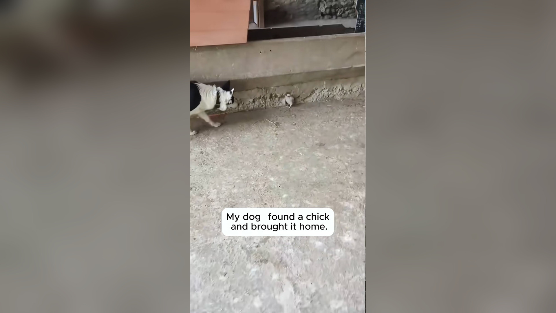 H1006003_Rescue a chicken #rescue #rescueanimals #animals #chick #chicken_part1