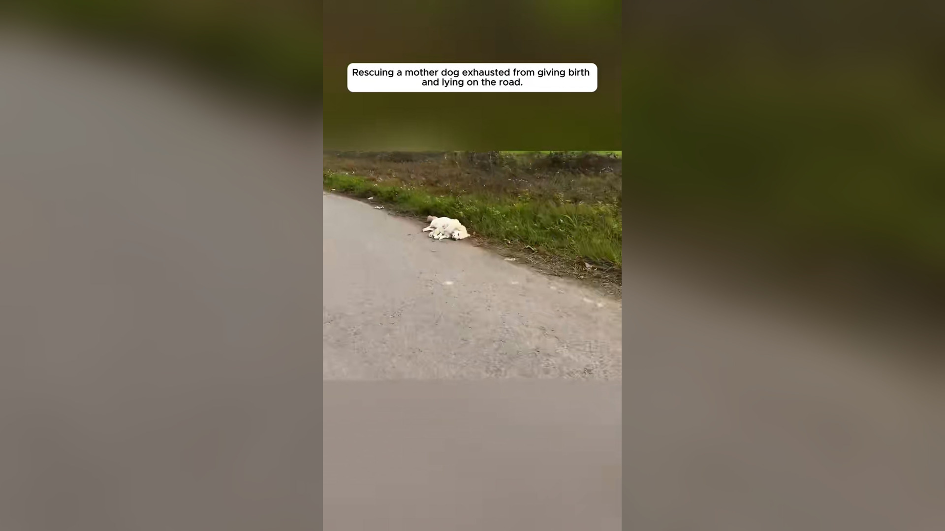 H1006001_Rescue a family of dog #rescue #rescueanimals #dog #dogsoftiktok #fyp_part1
