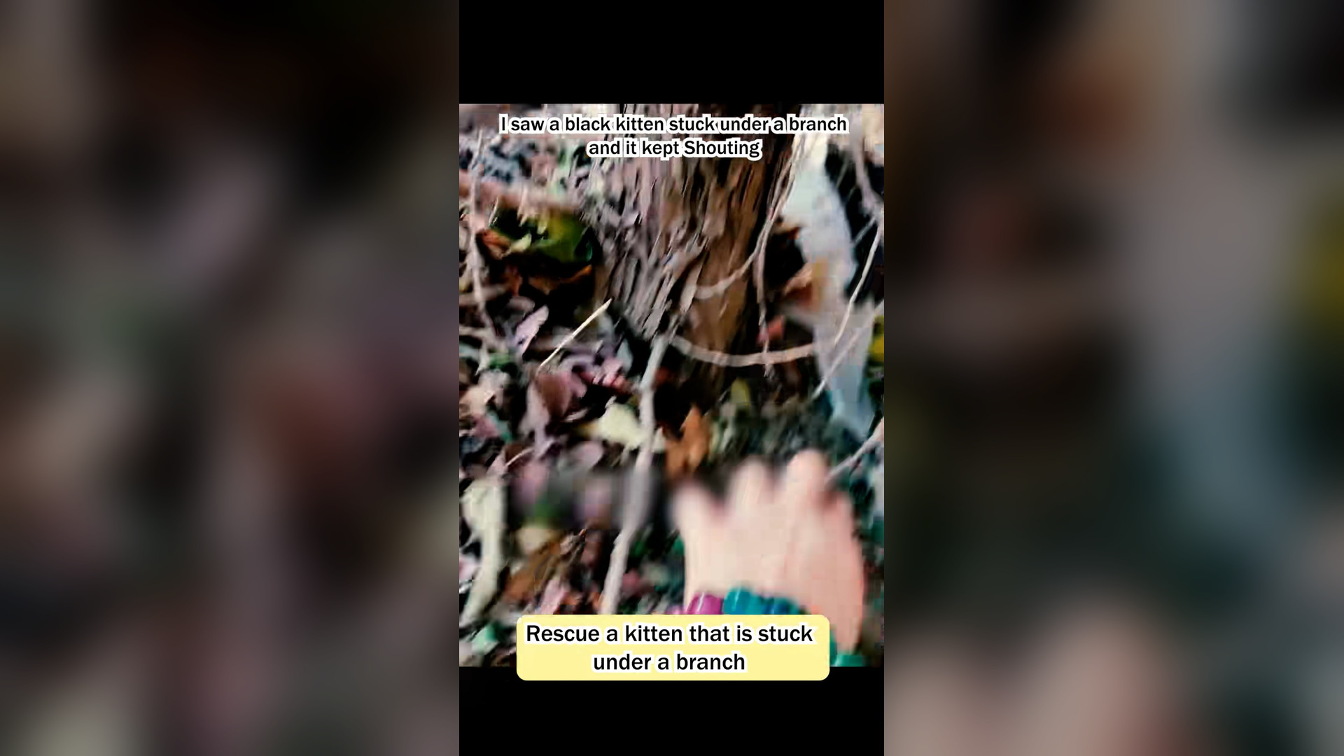 H1106033_Rescue a kitten trapped under a tree #kitty #cat #cute #lovely #anima