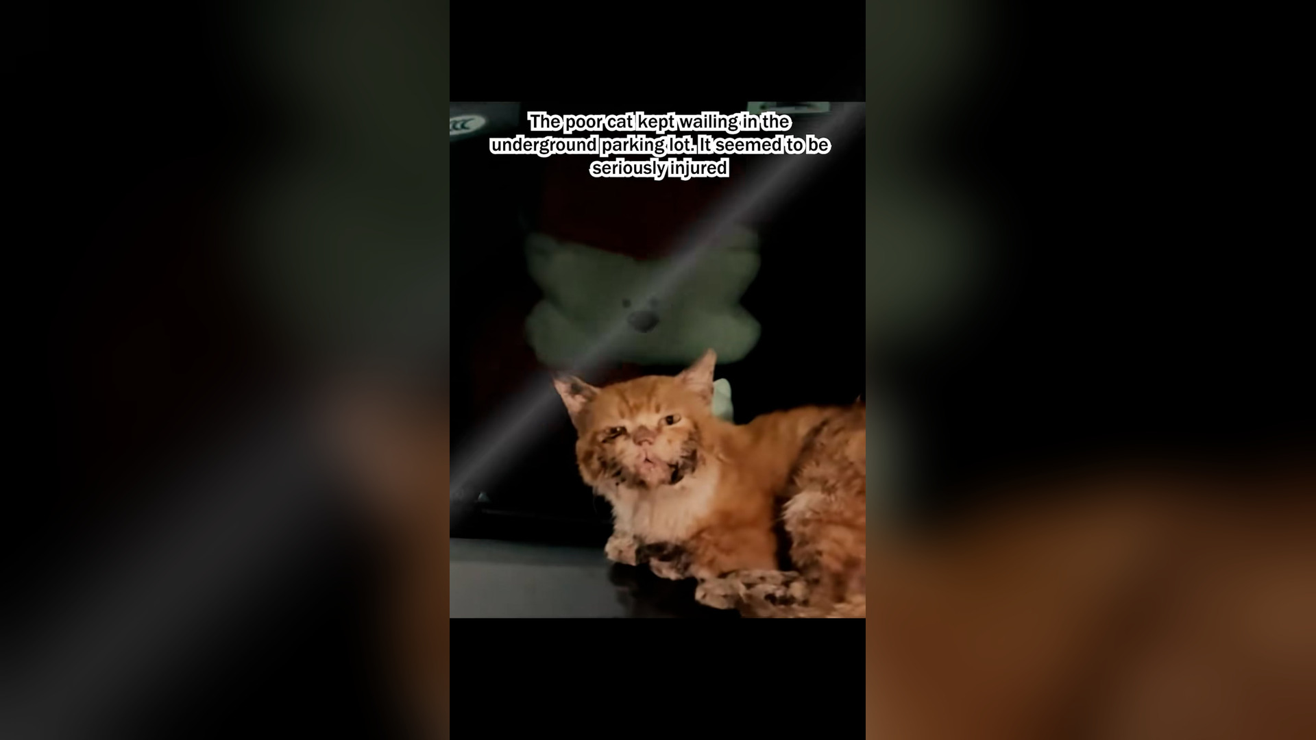 H1106031_Rescue a cat surgery #kitty #cat #catsoftiktok #cute #rescueanim