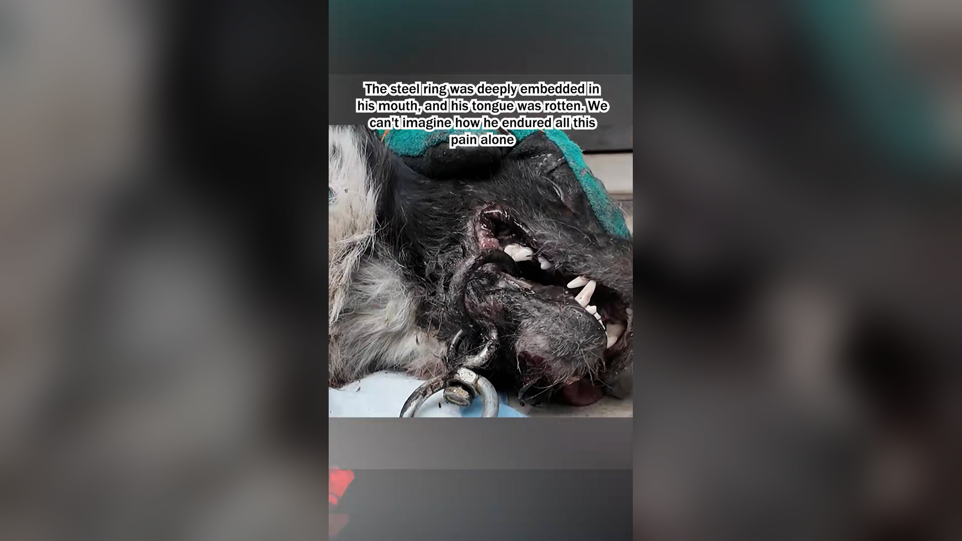 H1106021_Rescue a puppy an iron ring embedded in its mouth #puppy #d