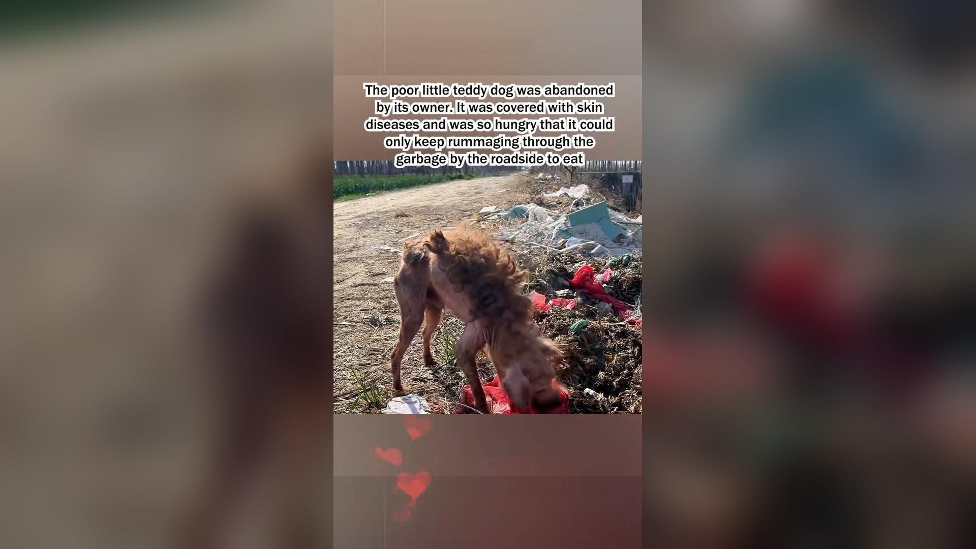 H1106022_Rescue a abandoned Teddy dog.#dog #puppy #dogsoftiktok #lovestory #fo