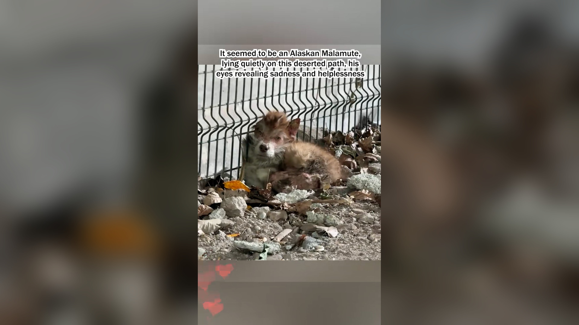 H1106020_Rescue an injured puppy.#puppy #dog #dogsoftiktok #lovestory #fouryou