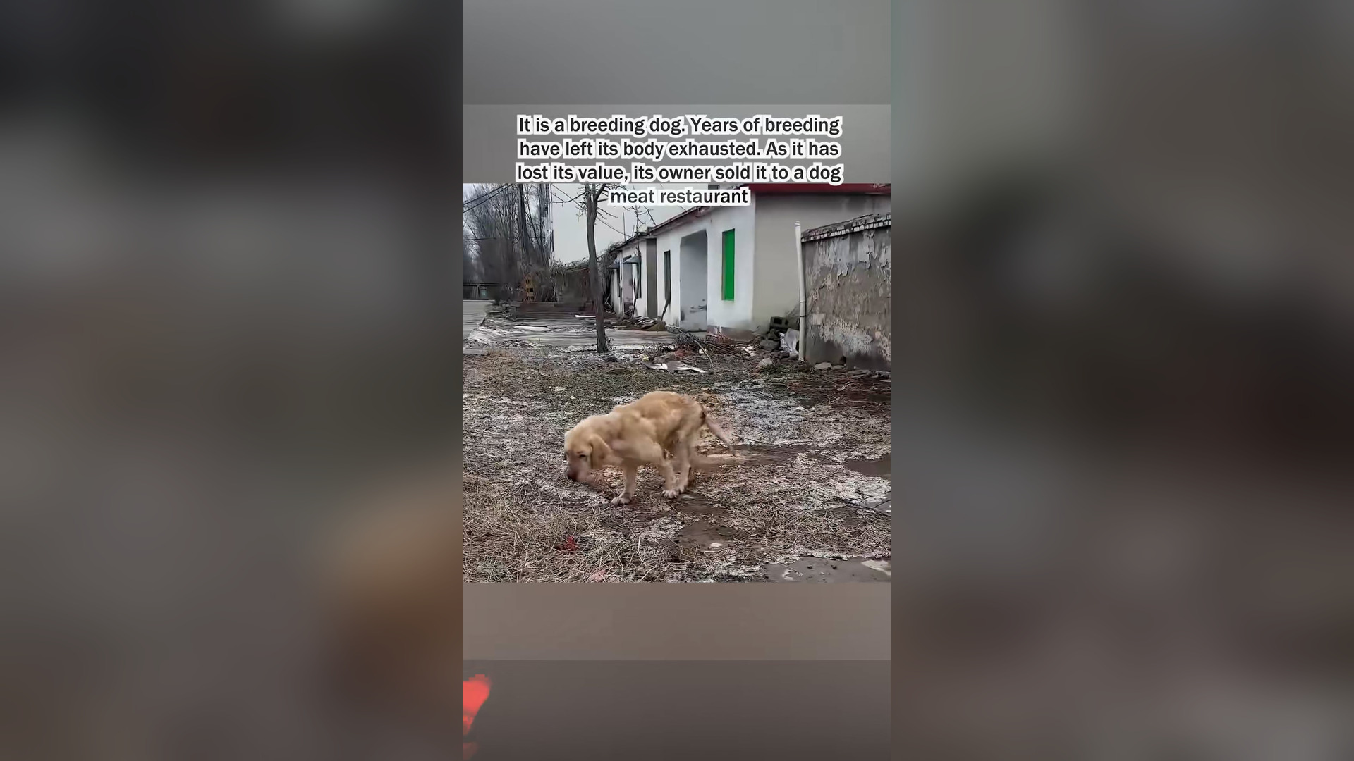 H1106015_Rescue a poor little dog.#puppy #dog #dogsoftiktok #lovestory #fouryo