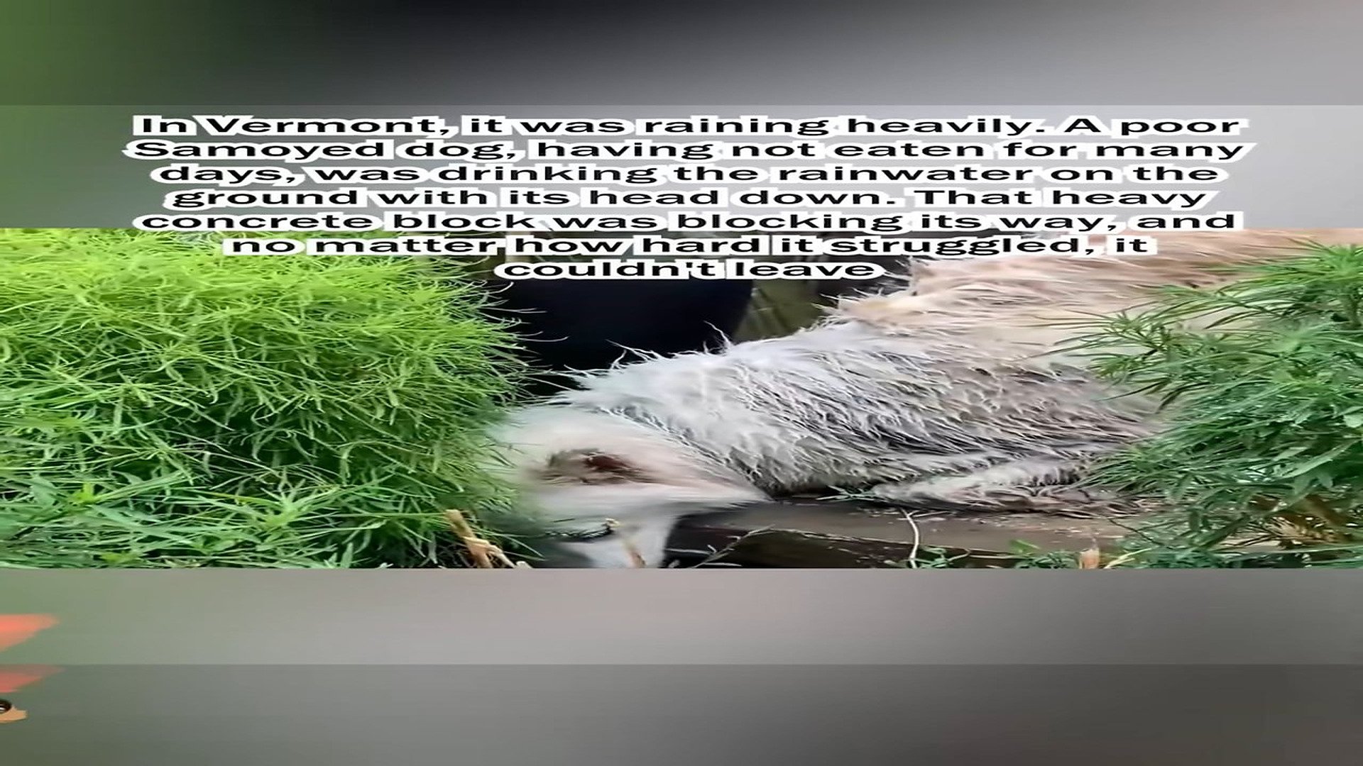 Part 2: H1206018_Rescue a poor sick Samoyed dog.#puppy #dog #lovestory #rescue #fouryo