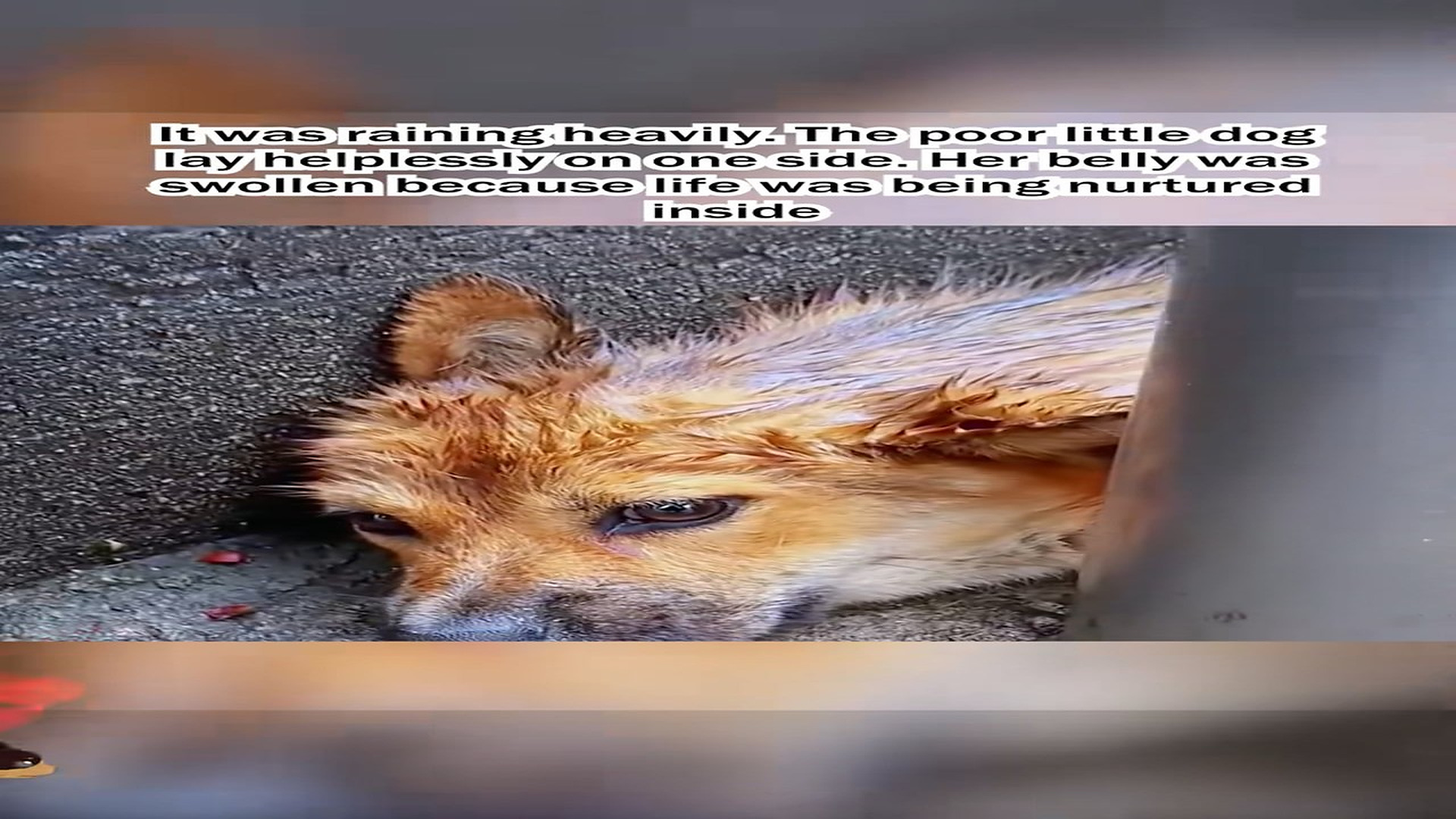 Part 2: H1206004_Rescue a mother dog was abandoned #puppy #rescue #lovestory #m