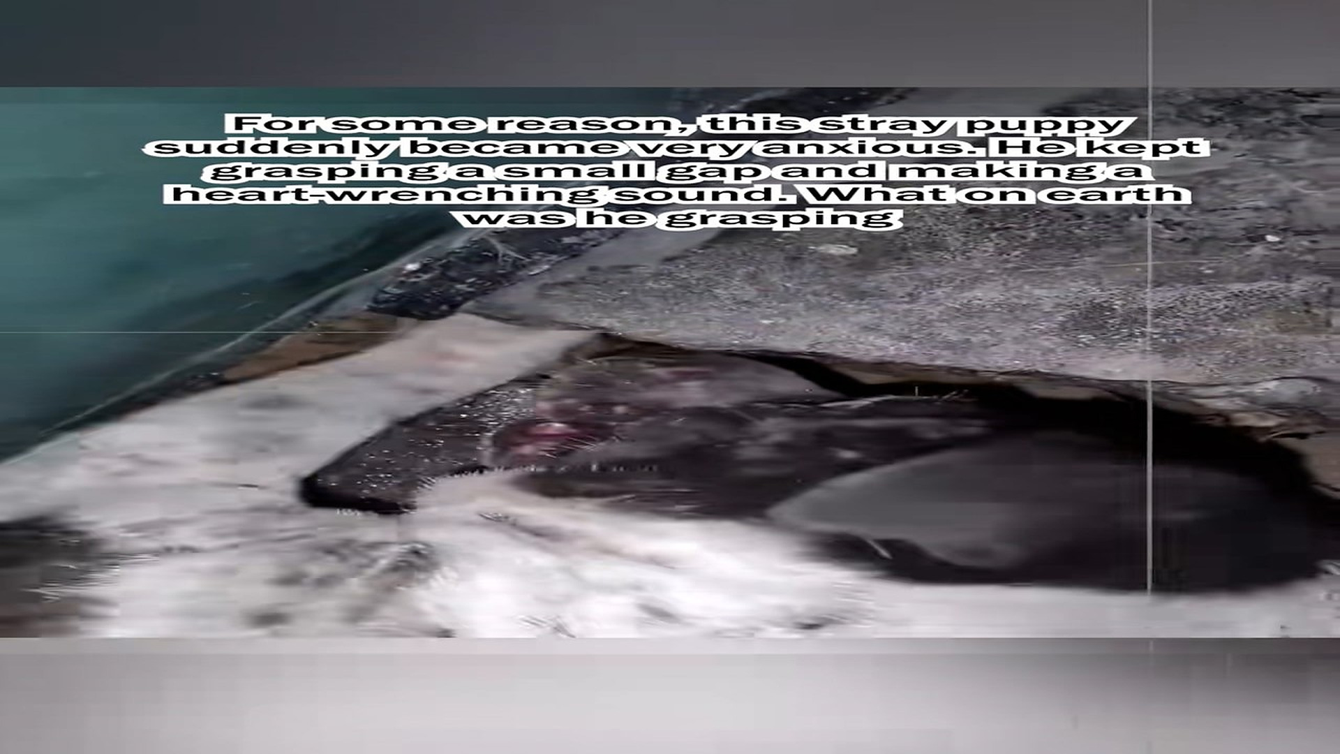Part 2: H1206027_puppy saved kitten in crevice of stone.He is a hero