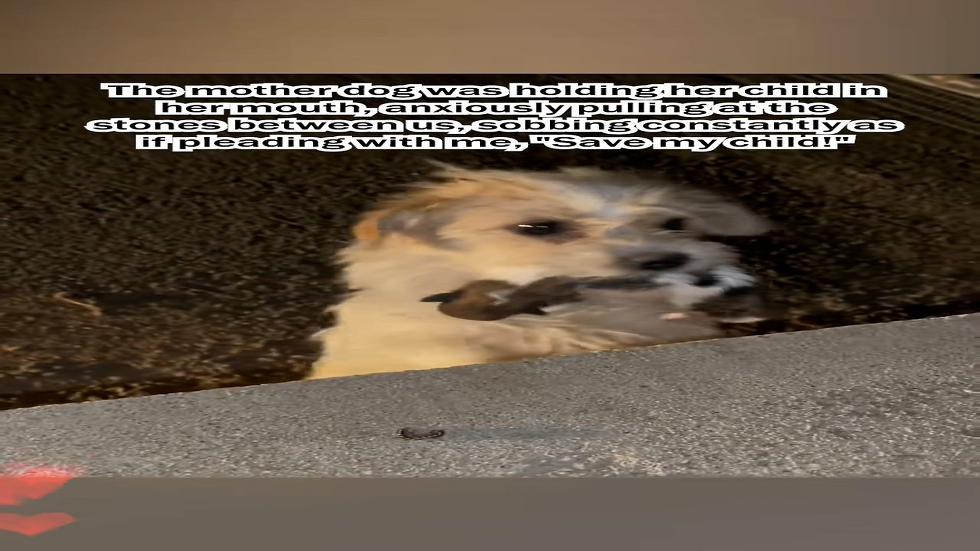 Part 2: H1206022_mother dog choked up asked man help to save her child