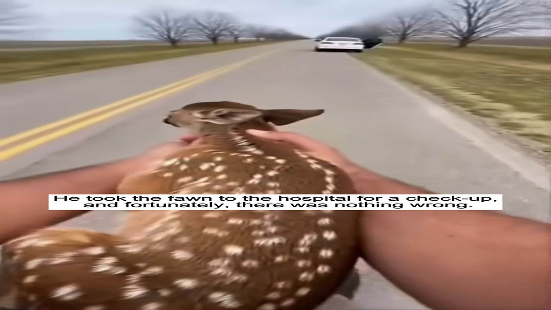Parte 2 : H1306002_#fyp #animal #rescue #fawn (1)_part2