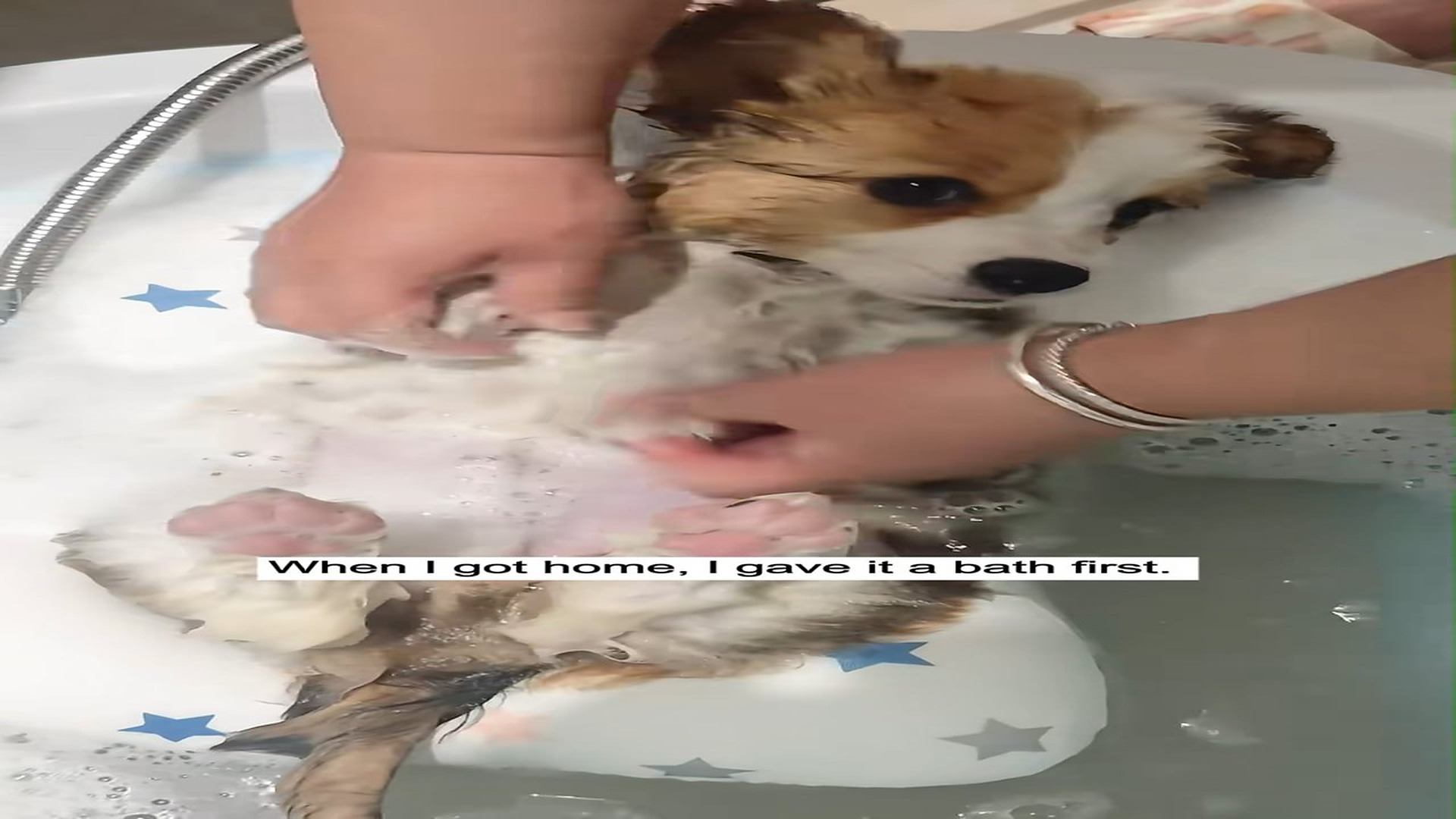 Parte 2 : H1306004_#fyp #animal #rescue #dog (2)_part2