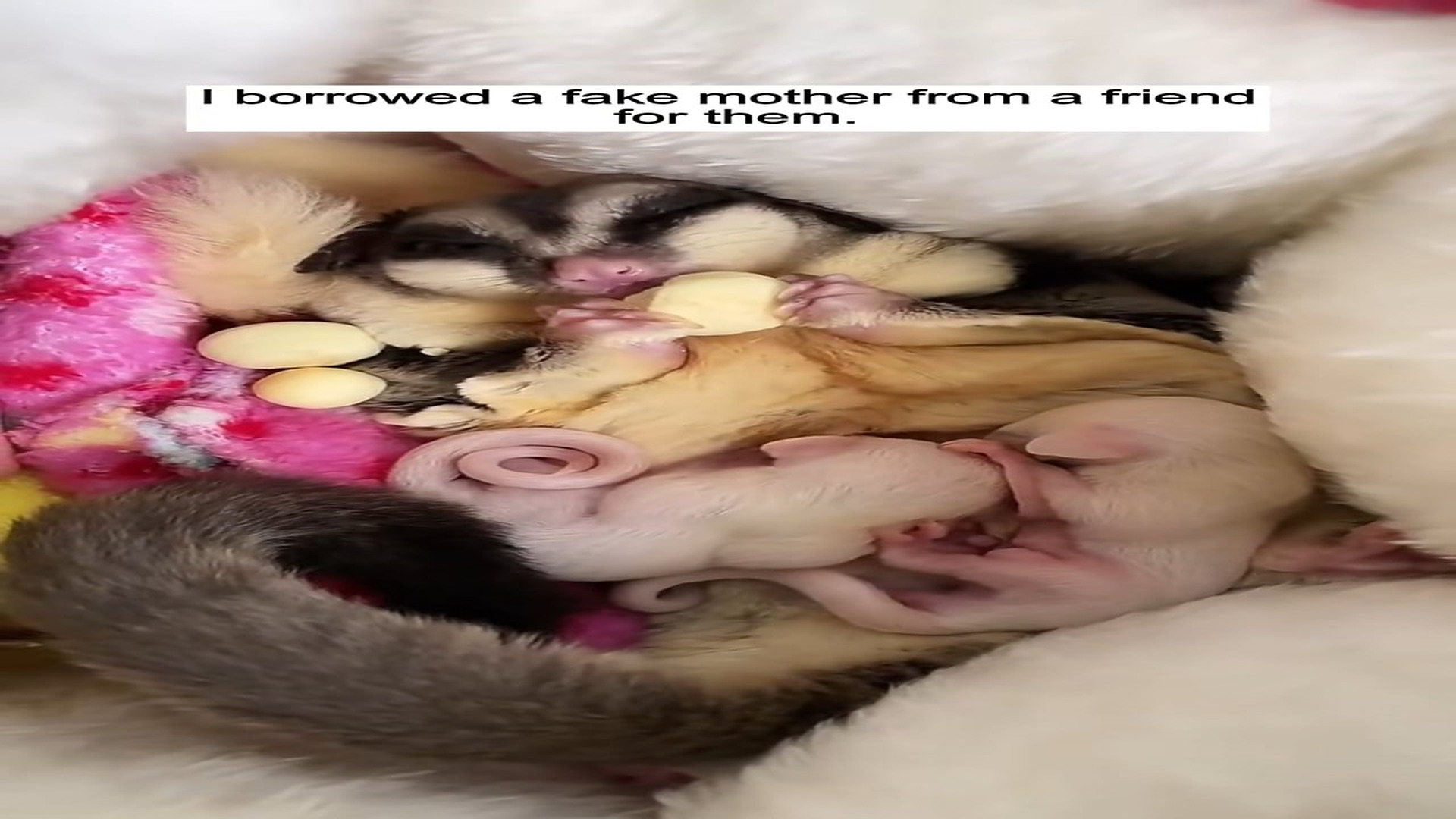 Parte 2 : H1406002_#fyp #animal #rescue #sugarglider_part2