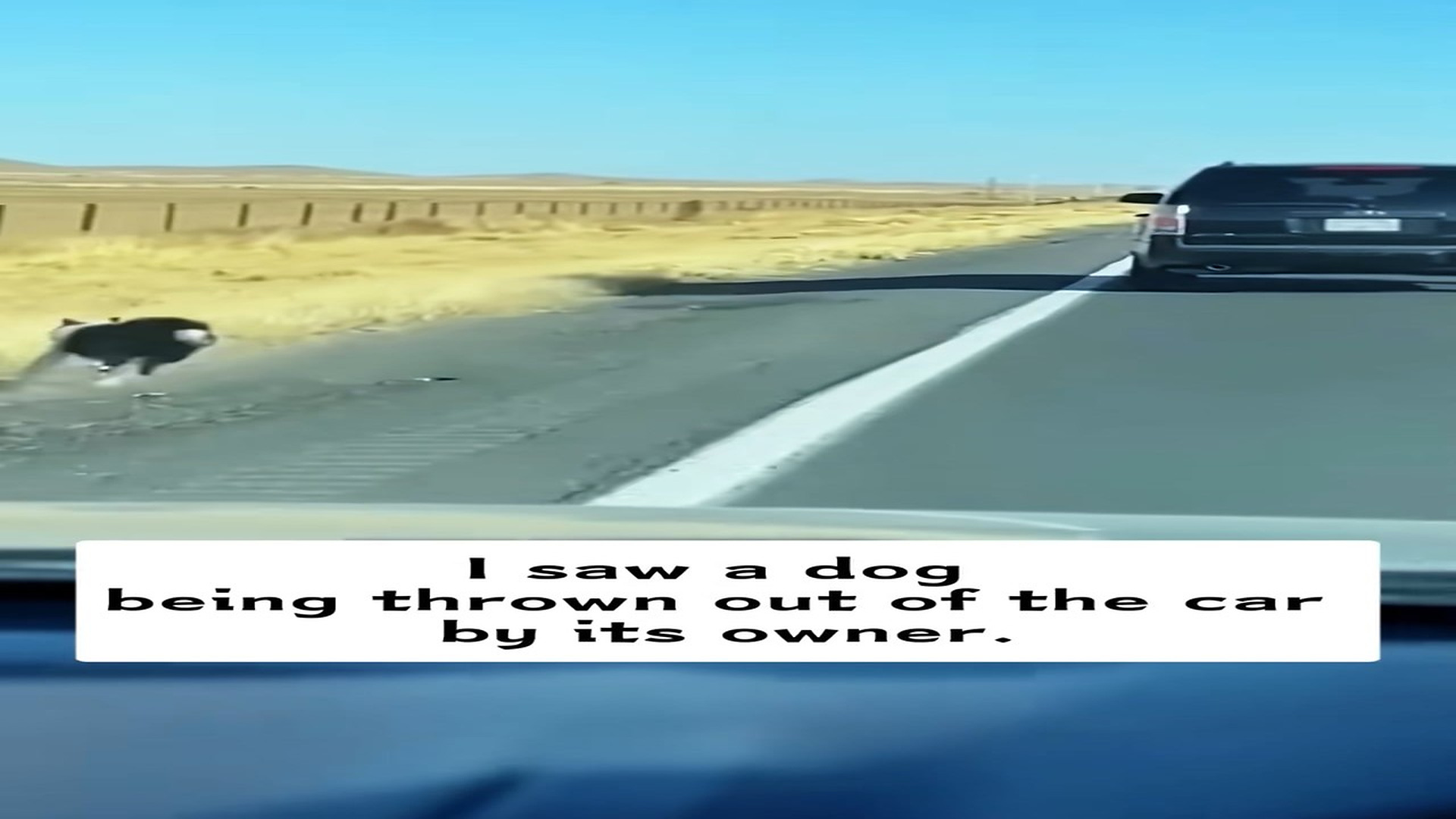 Parte 2 : H1306024_I saw a dog being thrown out of car by its owner, then #rescu
