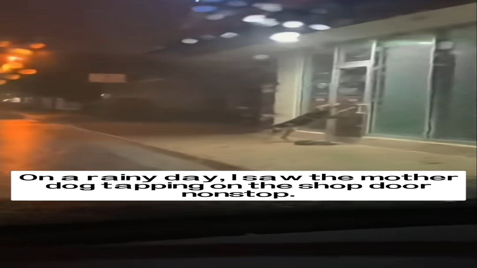 Parte 2 : H1306019_On a rainy day, I saw mother dog tapping on shop door nonstop