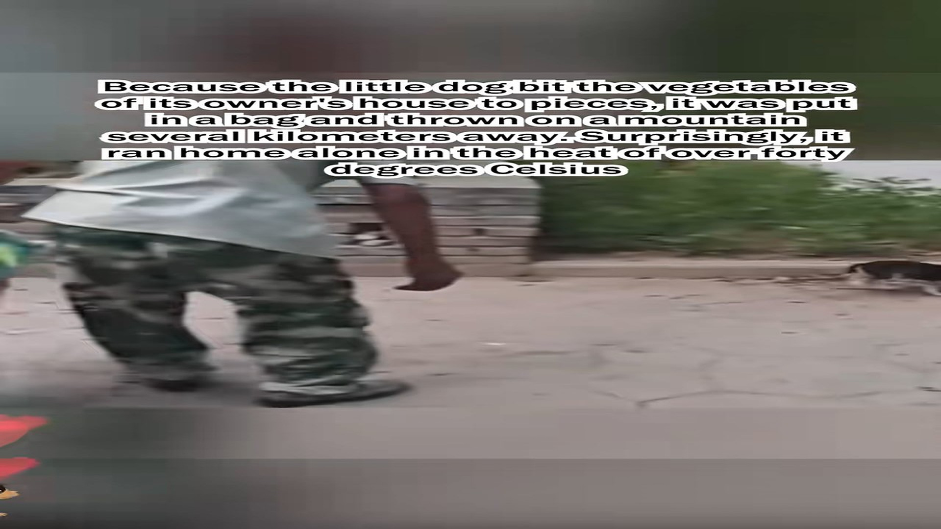 Parte 2 : H1306006_TikTok #7534231216036384013