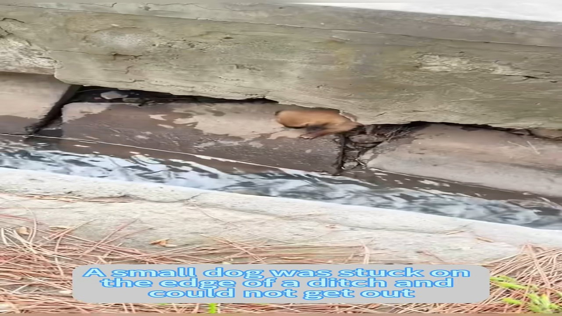 Parte 2 : H1406033_#dogsoftiktok #straydog #rescuedog #doglove #foryou #tiktok #dog (20)