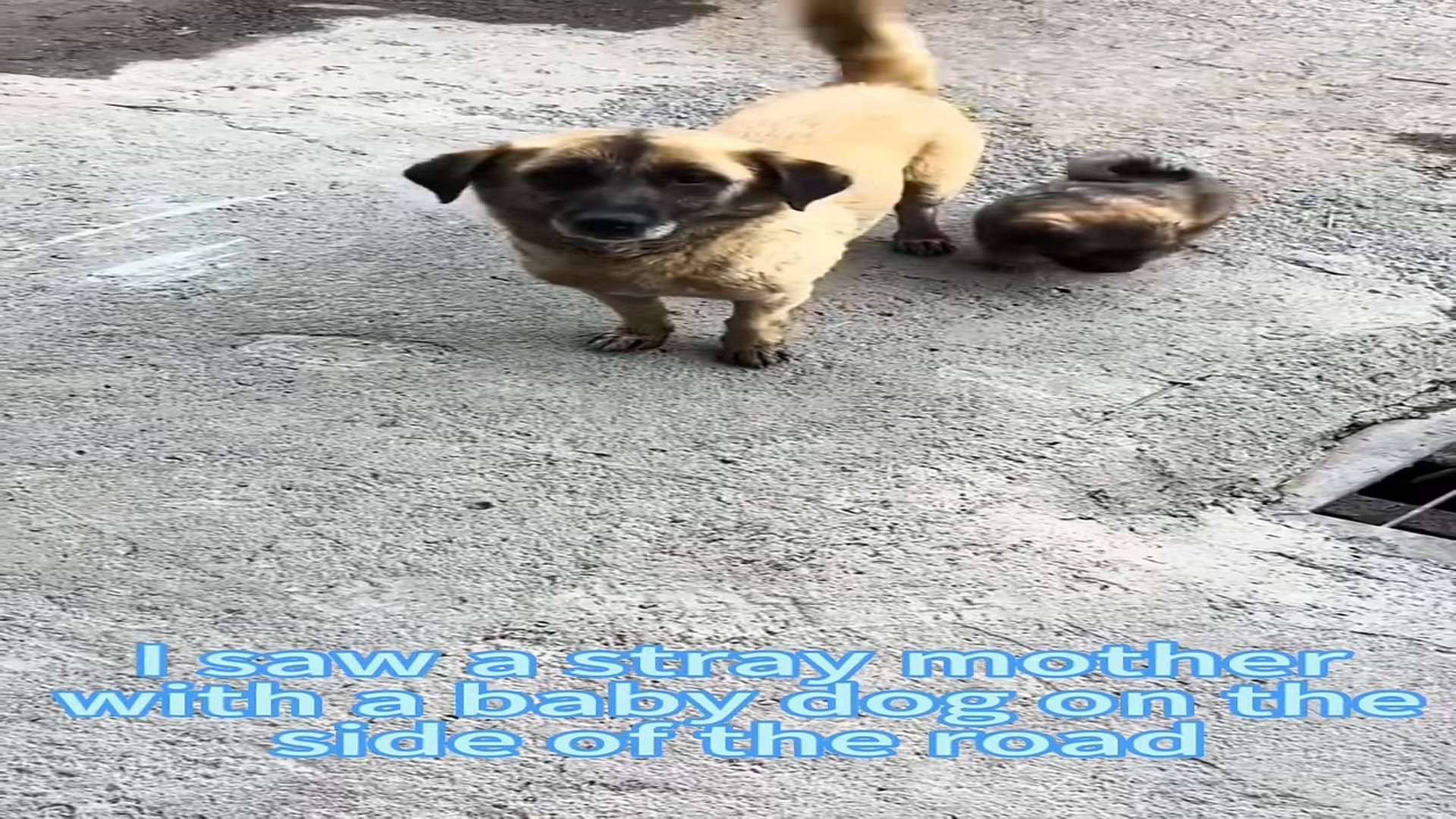 Parte 2 : H1406032_#dogsoftiktok #straydog #rescuedog #doglove #foryou #tiktok #dog (16)