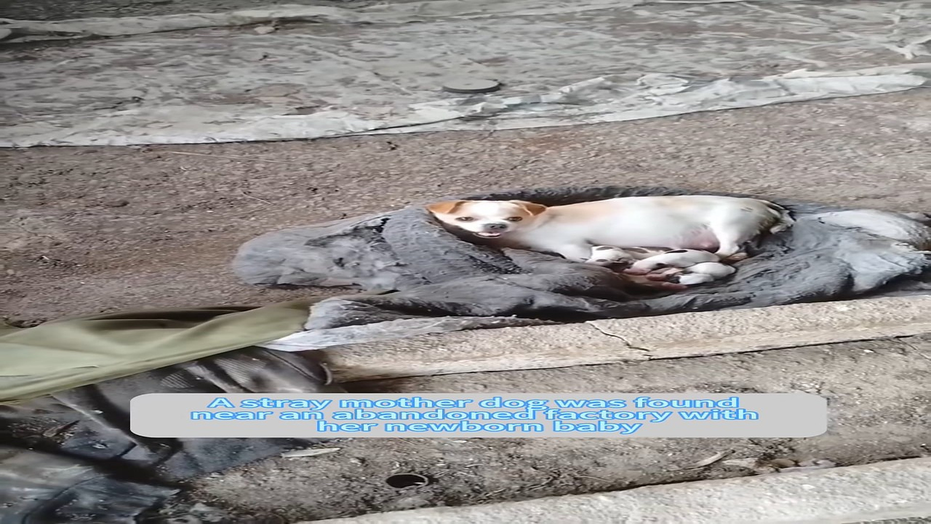 Parte 2 : H1406031_#dogsoftiktok #straydog #rescuedog #doglove #foryou #tiktok #dog (25)