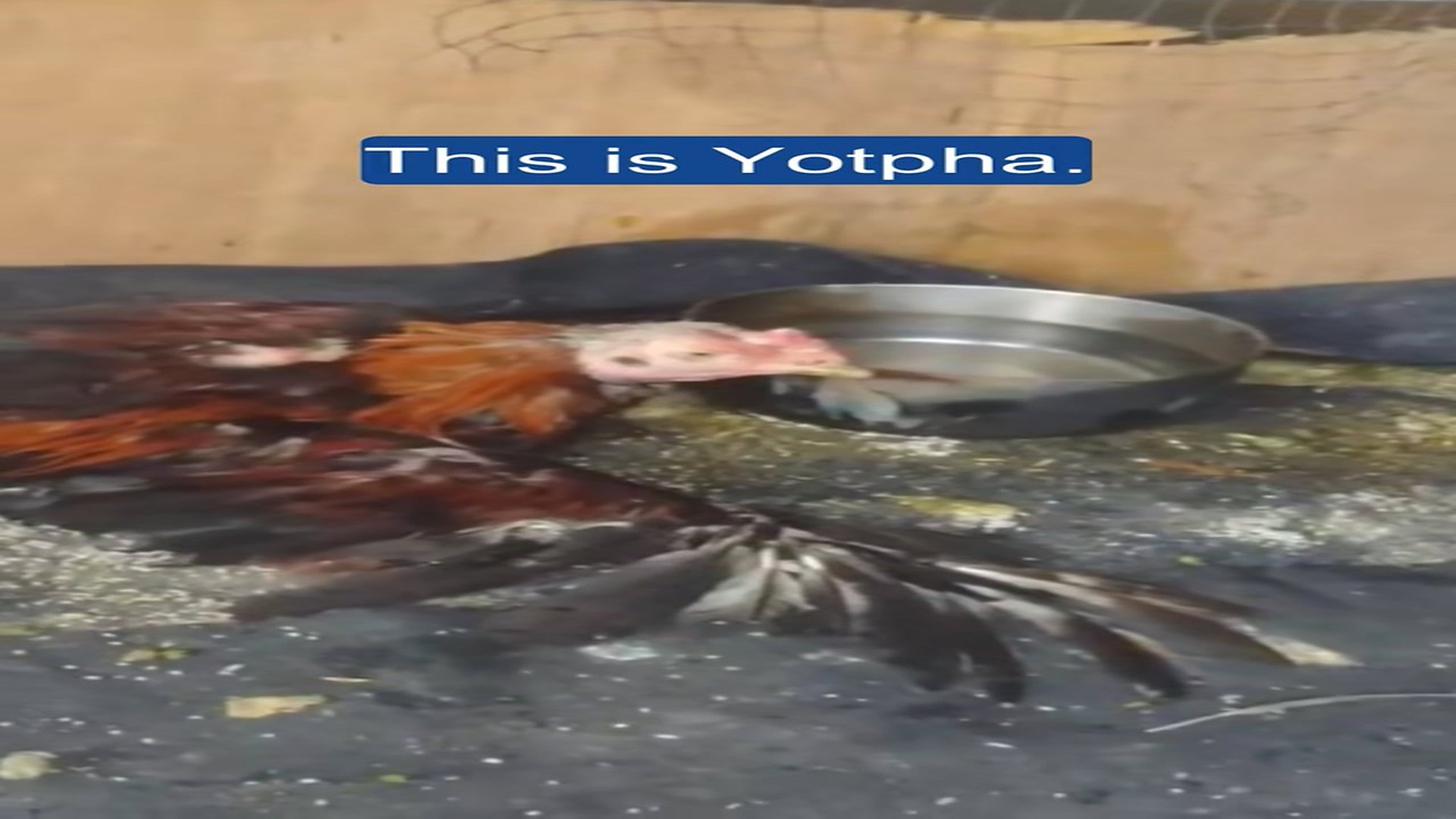 Parte 2 : H1406027_Injured rooster was left to die but fortunately, a kind hearted woman