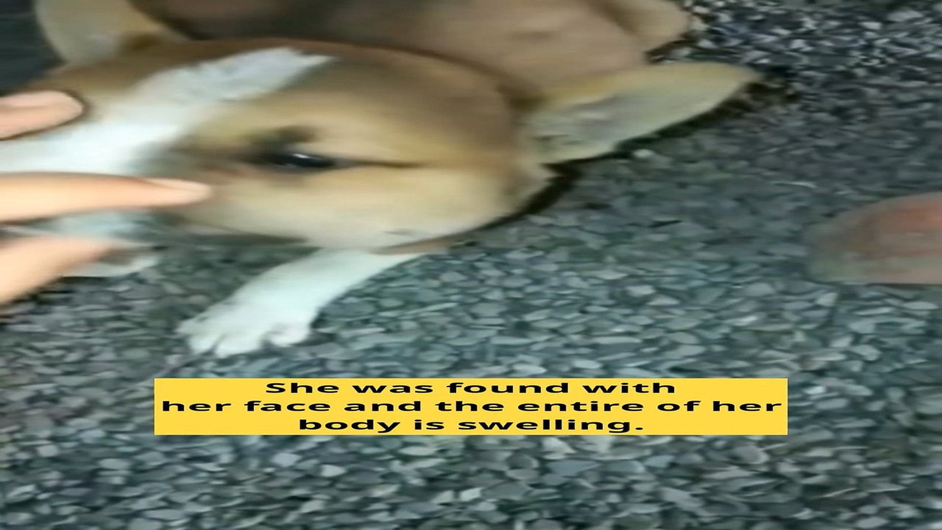 Parte 2 : H1406025_Dog body swelling due to bug bite #animalstep #animalslover #dog