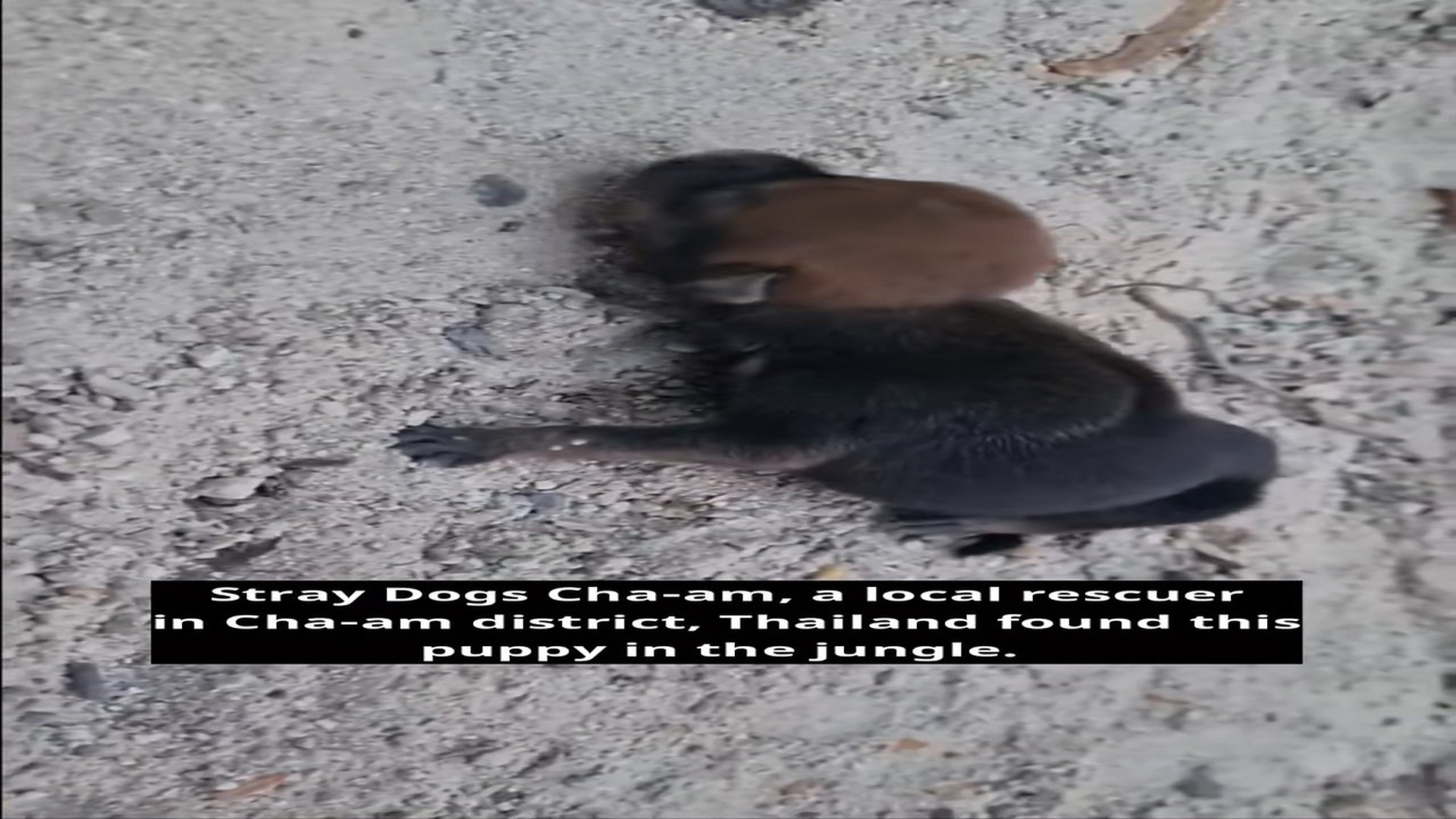 Parte 2 : H1406024_Less than a month puppy was found in jungle he was severely m